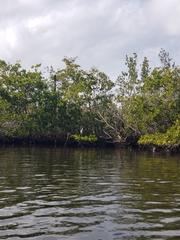 Nycticorax nycticorax