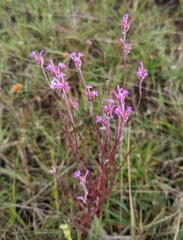 Polygala adenophora