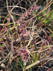 Cenchrus echinatus