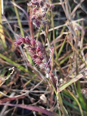 Cenchrus echinatus