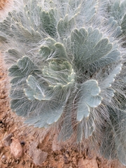 Arctomecon californica