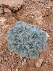 Arctomecon californica