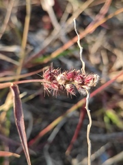 Cenchrus echinatus