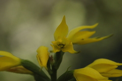 Gavilea lutea