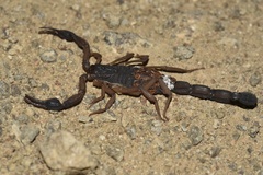Centruroides edwardsii