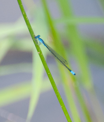 Enallagma divagans