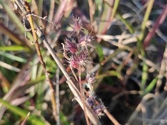 Cenchrus echinatus