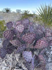Opuntia azurea
