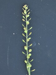 Lepidium densiflorum