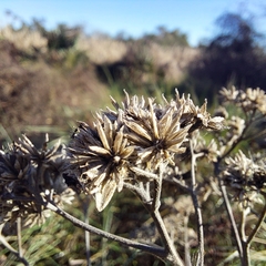 Cyperus entrerianus