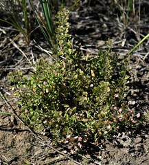 Lepidium densiflorum