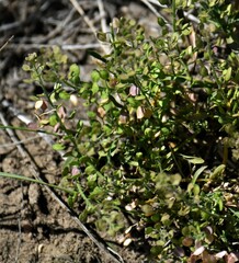 Lepidium densiflorum