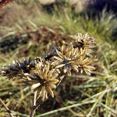 Cyperus entrerianus