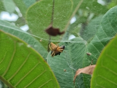 Cyrtophora exanthematica