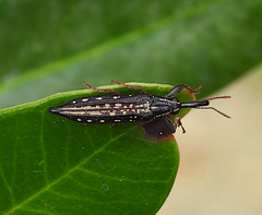 Rhinotia lineata