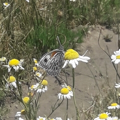 Argyrophorus argenteus