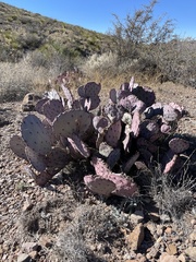 Opuntia azurea