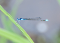 Enallagma divagans