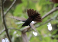 Chalybura urochrysia