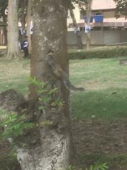 Sciurus stramineus