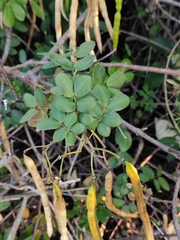 Senna bicapsularis