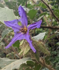Solanum crinitum