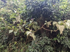 Solanum crinitum