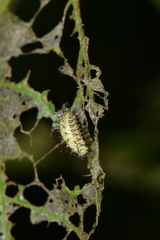 Epilachna varivestis