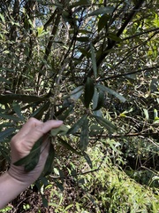 Myrsine seguinii