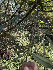 Myrsine seguinii