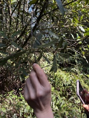 Myrsine seguinii