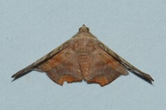 Episparis tortuosalis