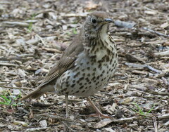 Turdus philomelos clarkei