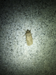 Agrotis segetum