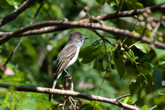 Myiarchus antillarum