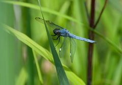 Libellula cyanea