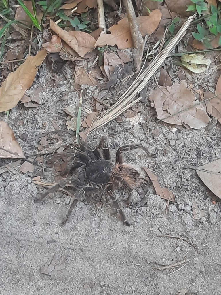 Bahia Scarlet Birdeater