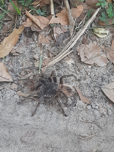 Bahia Scarlet Birdeater