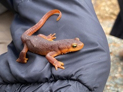Taricha sierrae