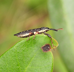 Rhinotia lineata
