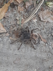 Lasiodora