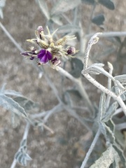 Psorothamnus emoryi emoryi