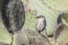 Campylorhynchus jocosus