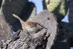 Campylorhynchus jocosus