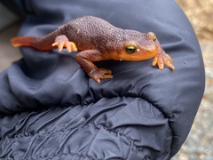 Taricha sierrae