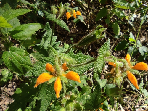 Loasa sclareifolia (Loasa sclareifolia)