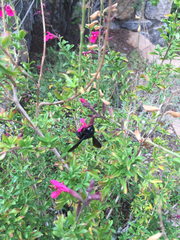 Xylocopa californica arizonensis