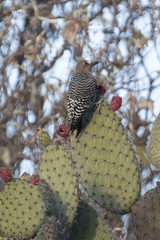 Melanerpes hypopolius