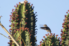 Phaeoptila sordida