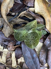 Anoectochilus imitans